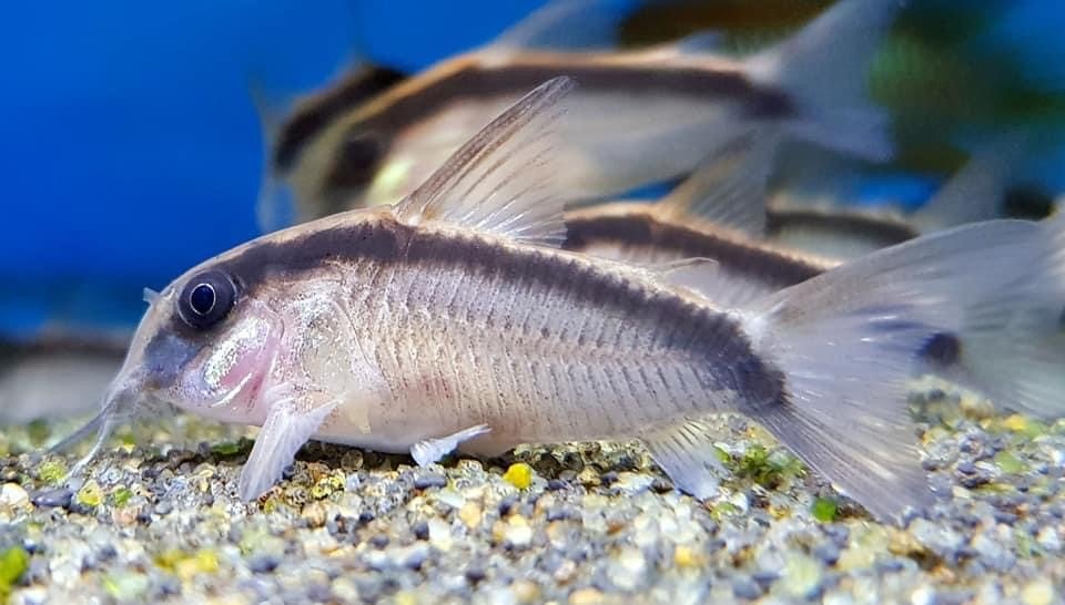 Skunk Cory